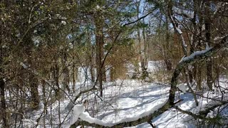 Walking Trail After Snow Storm of Feb 2021