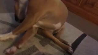 Clever Dog Takes a Stealthier Approach for Chasing Her Tail