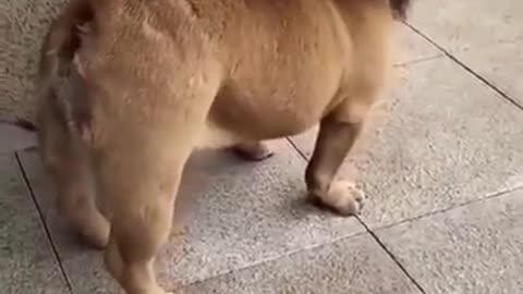 Funny dog video / short