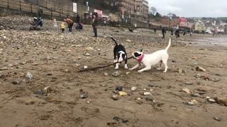 Bull Terriers play tug-of-war with a stick while visiting the beach