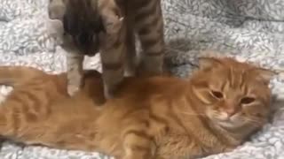 Kitten being massaged by another cat.