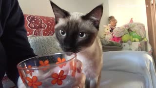 Cat wants to drink woman's water with meds