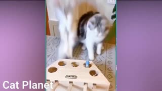 2021 Funny Cats Video Compilation