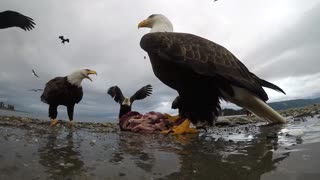 Eagle Snags Camera And Soars Away With It