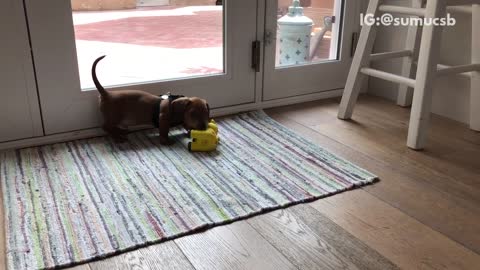 Puppy dachshund play fights with giraffe toy on multicolor rug