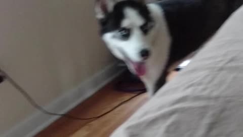 Husky goes "woof"
