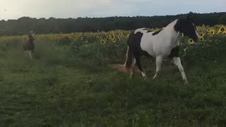 Horses running in a sunflower field