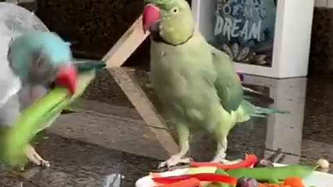 Indian Ringneck Parakeet has a fit over a snap pea!
