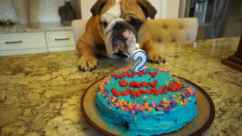 English Bulldog ecstatic about surprise birthday party