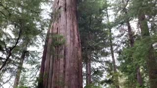 Meares Island: Some of biggest Cedar Trees on the Planet