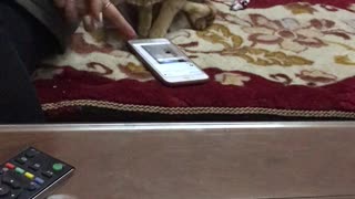 Cute Cat Plays on Smartphone