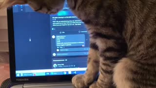 Is this adorable kitten playing video games?