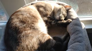 ASMR adorable sleeping kitty in the morning sunshine