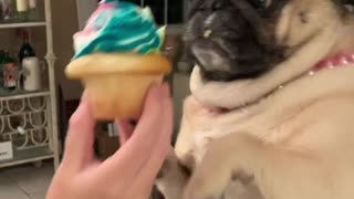 Doggy on a Diet Refuses Delicious Cupcake
