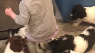 Pack of Puppies Give Girl the Giggles