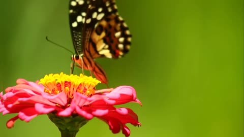 The beautiful butterfly eats flowers