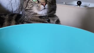 Popcorn Loving Kitty Can't Stop Watching
