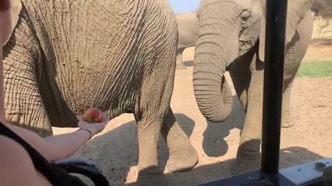 Elephant taking Apple from my hand