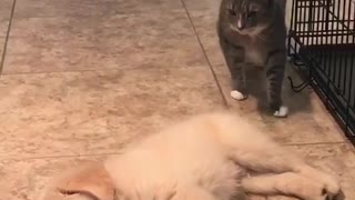 Cat meets her puppy for the first time, is not a fan