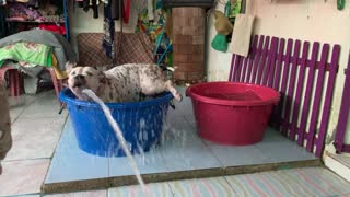 Doggy Jumps from Tub to Tub Chasing Hose Water