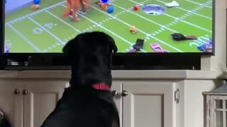 Pup spectates the 'Puppy Bowl' with great enthusiasm
