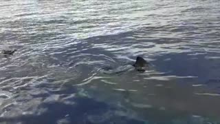 Huge Shark Scopes Out Fishing Boat