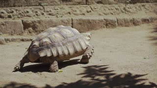 Tortoise Walking