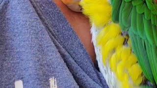 Snuggly parrot