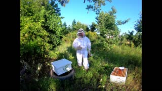 Update on Beehive relocated from earthmover
