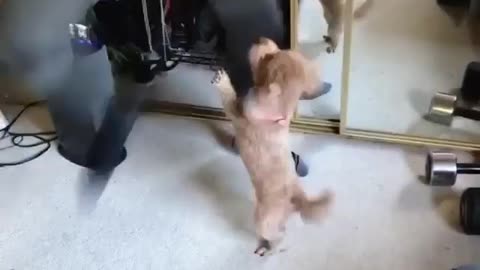 LoL Look How Funny This Puppie Dancing With His Owner