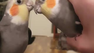 Father And Son Cockatiel Will Melt Your Heart!
