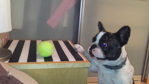 French Bulldog struggles to reach his favorite ball