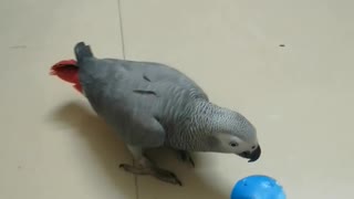 Rainbow The Grey Parrot Identifying Shapes