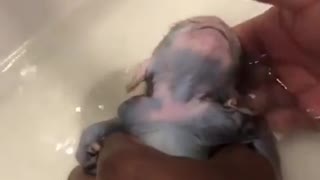 Cute baby monkey taking a bath