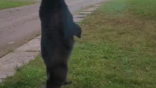 Bear Stands Right Outside the Door