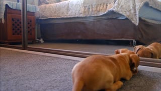 Dog Viral Video 2021 cute dog video