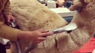 Alpaca Gets Groomed