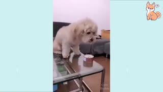 Compilation of funny dog videos from the internet. watch if you had a bad day