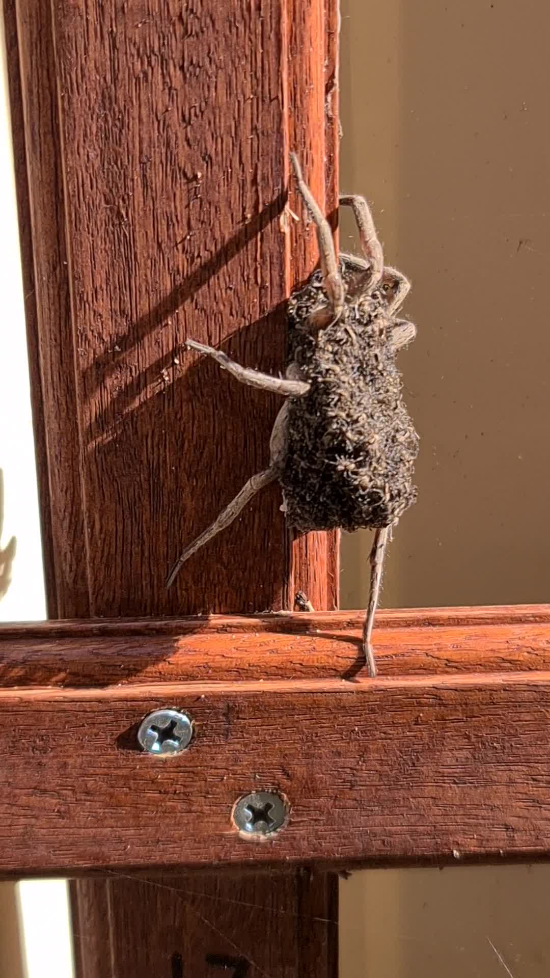 Wolf Spider Covered in Her Babies