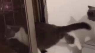 Cat escape from room