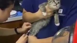 Cats a cute expressions when being injected