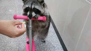 Pet raccoon rides a scooter for tasty treats