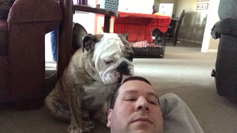Dog owner tries to watch football with English Bulldog