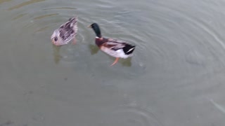 ducks are swimming