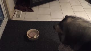 Spoiled Dog Throws Epic Dinner Time Temper Tantrum And Refuses To Eat