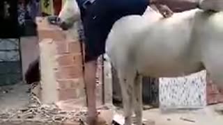 Funny Horse Climb Fail 2