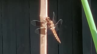 Even a dragonfly does a wing check, before taking off.