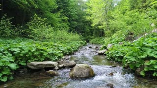 Small stream in a forest in spring, slow motion