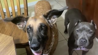 Dog hilariously bounces ears to the beat