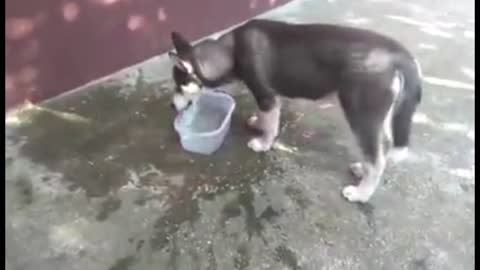 Confused puppy tries swimming in bowl of water
